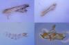 Coleophora argentula